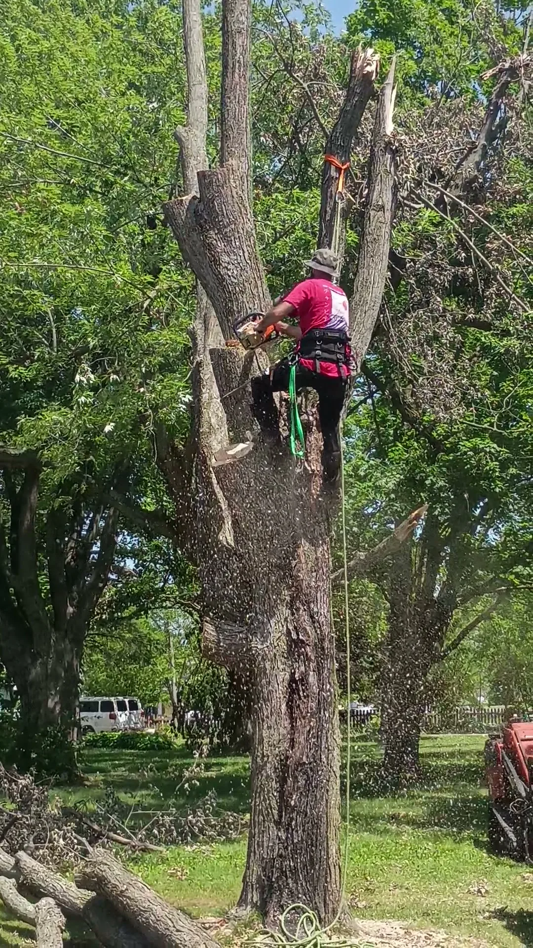 A climber in a harness and safety ropes cutting with a chainsaw high in a large tree