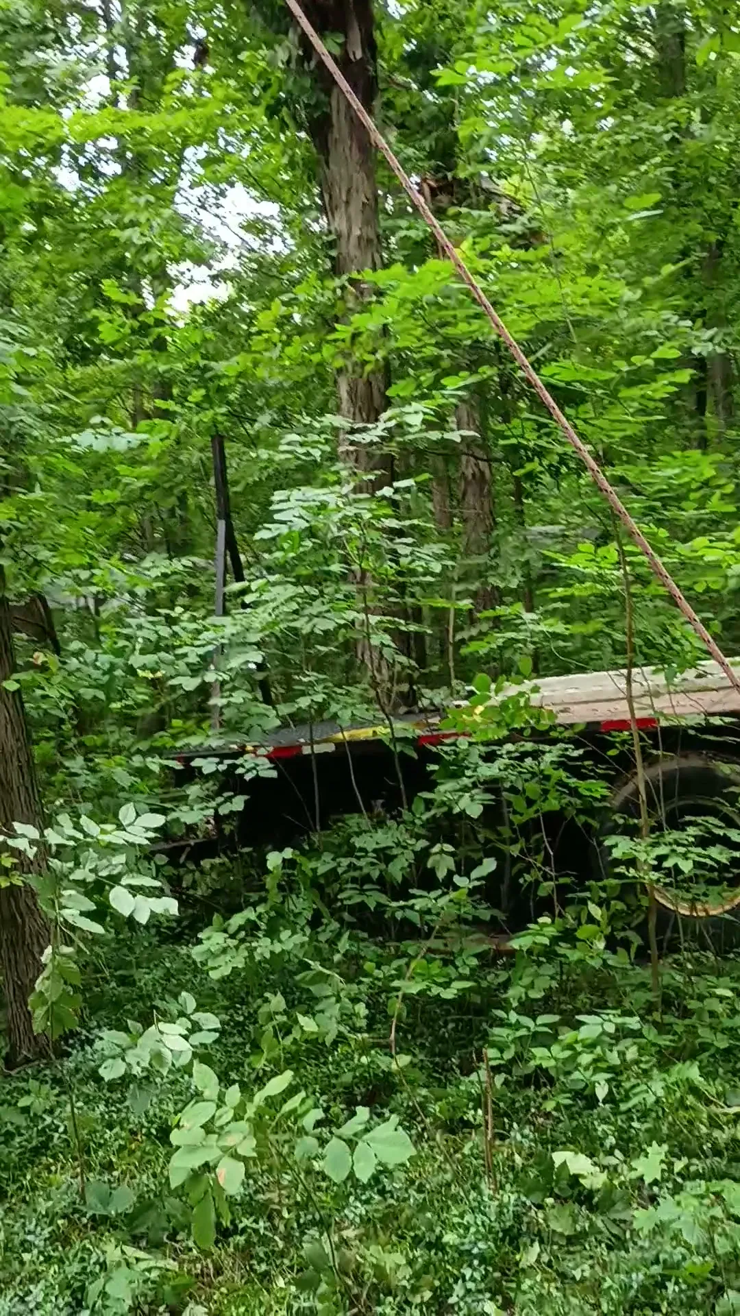 A flatbed trailer parked among dense trees and undergrowth on a wooded lot being cleared